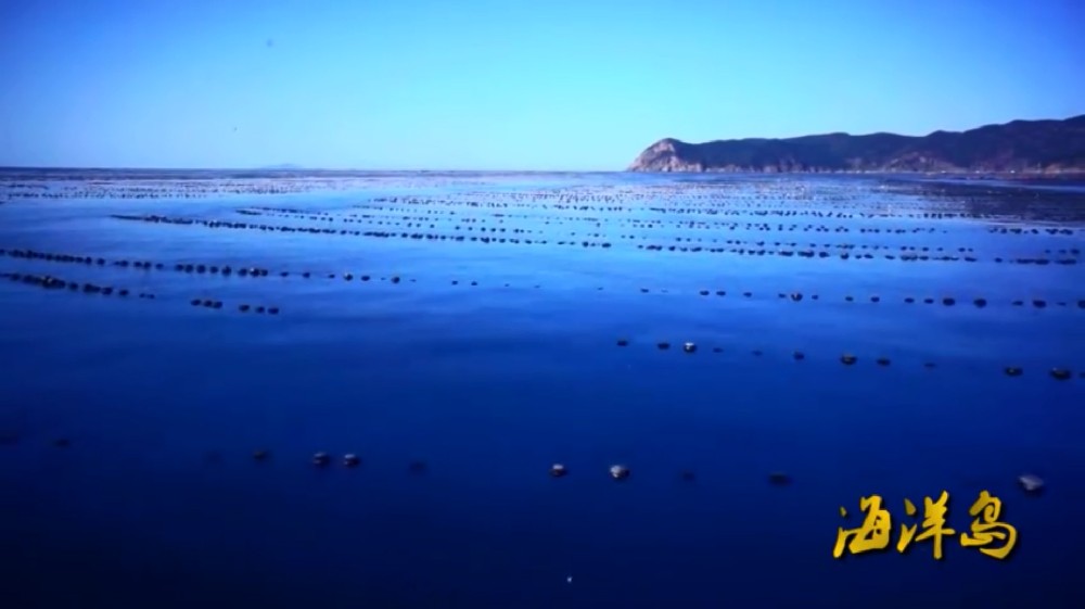 海洋岛宣传片——水产养殖