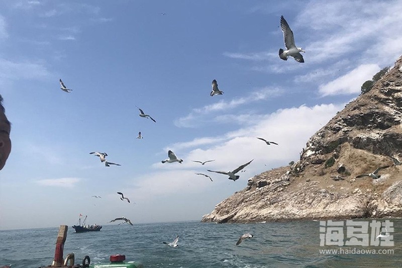 鸟岛的海鸥们