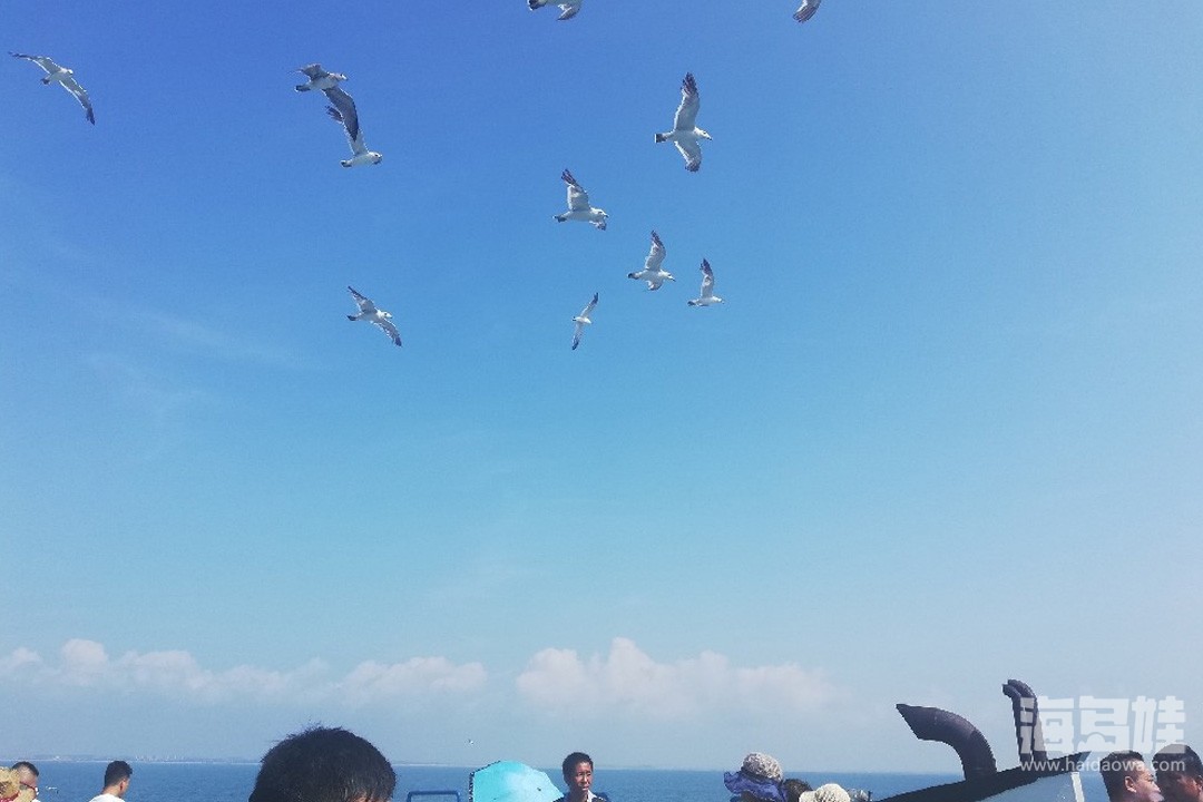 游客乘船喂食海鸥